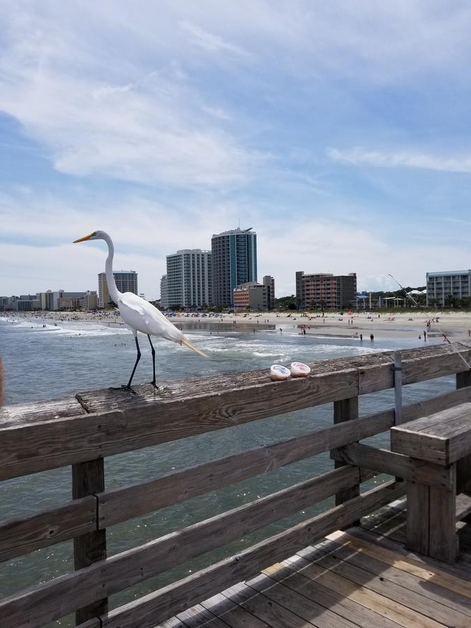 דירות מירטל ביץ' New Modern, Direct Oceanfront, Boardwalk, Views! מראה חיצוני תמונה